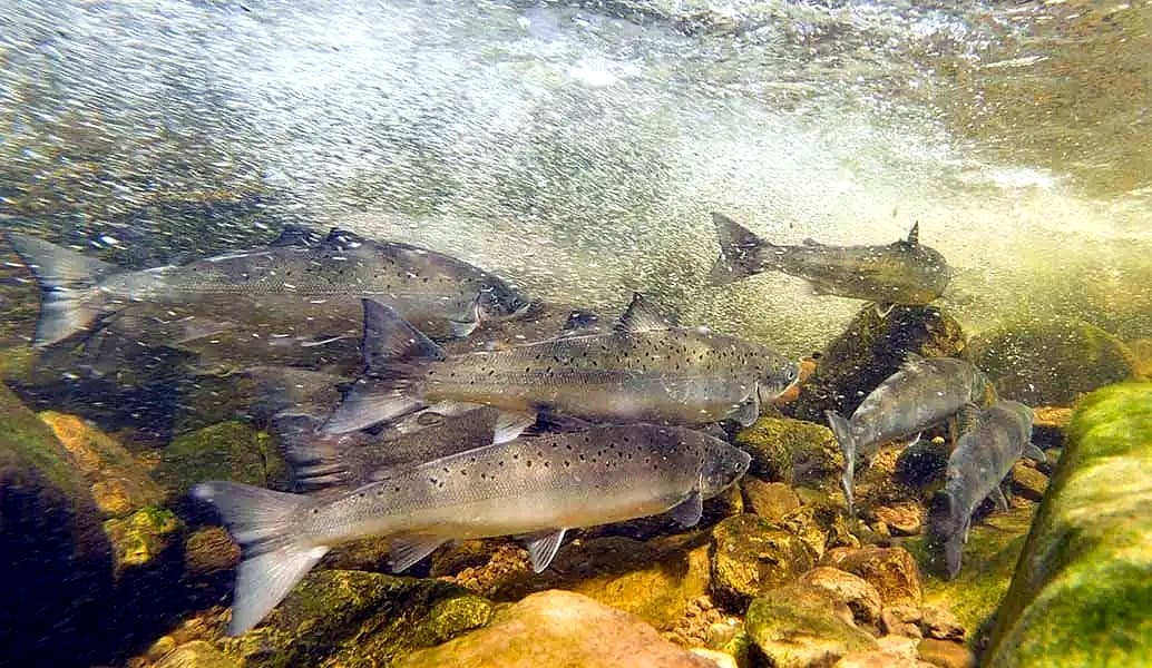Why are fewer salmon returning to rivers? What we know after the 2023–2024 seasons