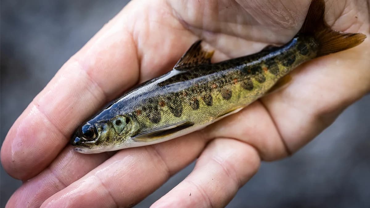 River restoration and salmon migration in Ätran